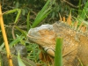 DSCN4641