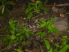 DSCN5074