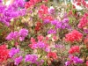 DSCN0088
